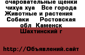 очаровательные щенки чихуа-хуа - Все города Животные и растения » Собаки   . Ростовская обл.,Каменск-Шахтинский г.